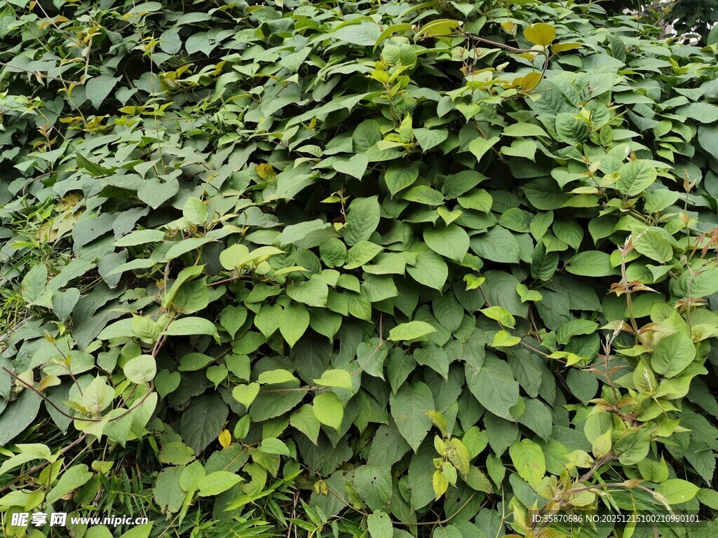 翠绿繁茂的爬藤植物