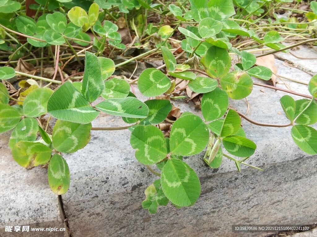路边翠绿的三叶草植物