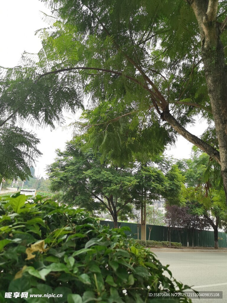 林荫小道旁的繁茂绿植