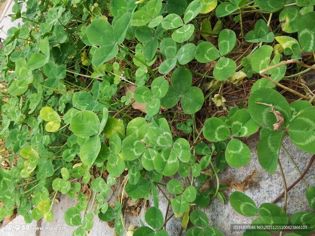 翠绿繁茂的爬藤植物