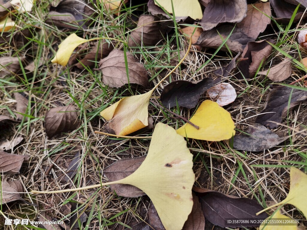 地上银杏落叶秋景图