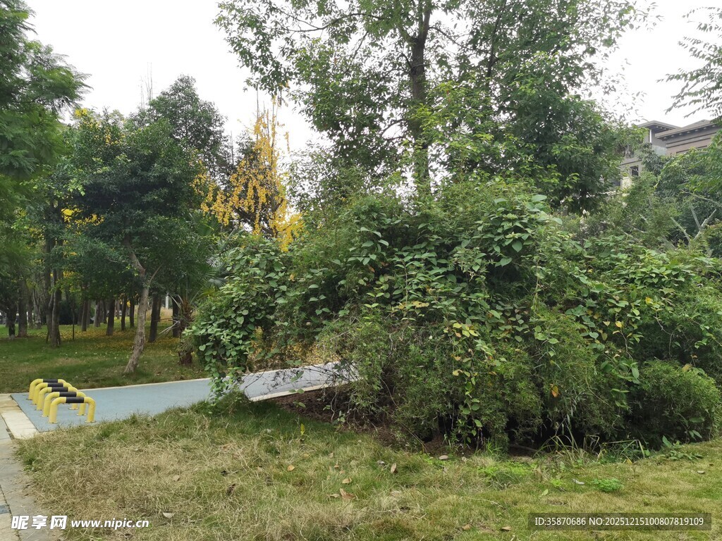 倒下的树木横在草地小径