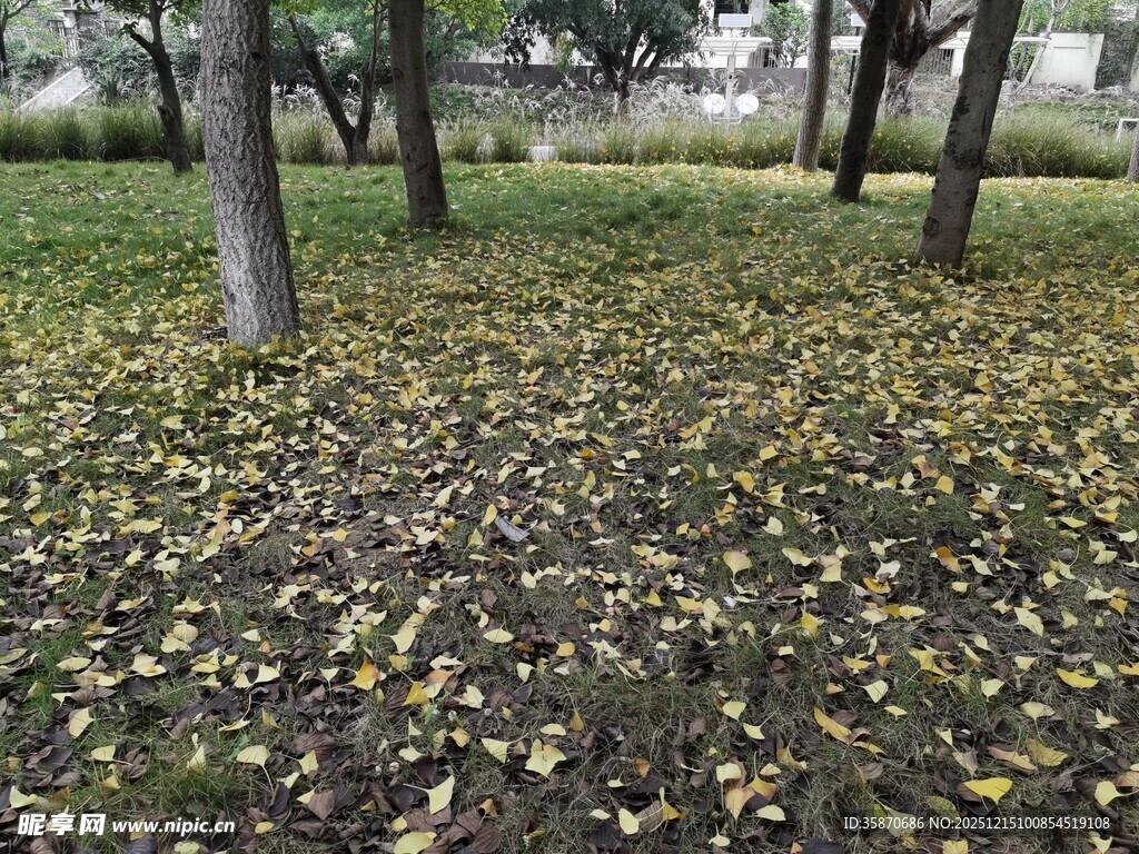 秋日林间落叶景致