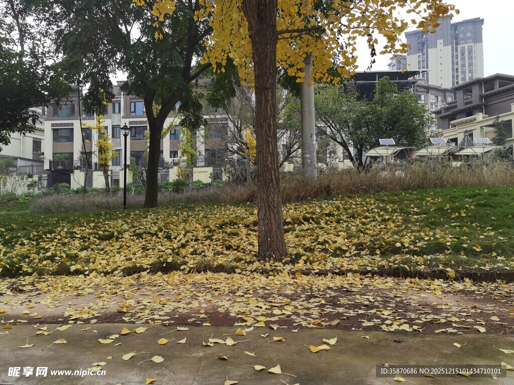 秋日落叶下的城市景致