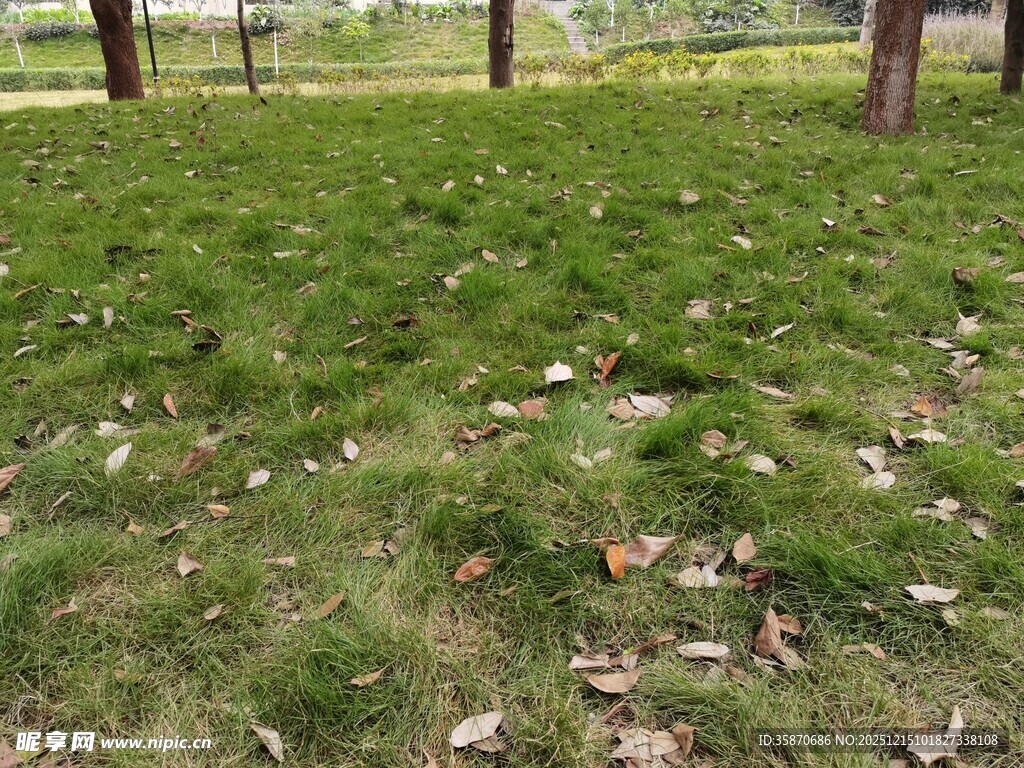 草地落叶景观