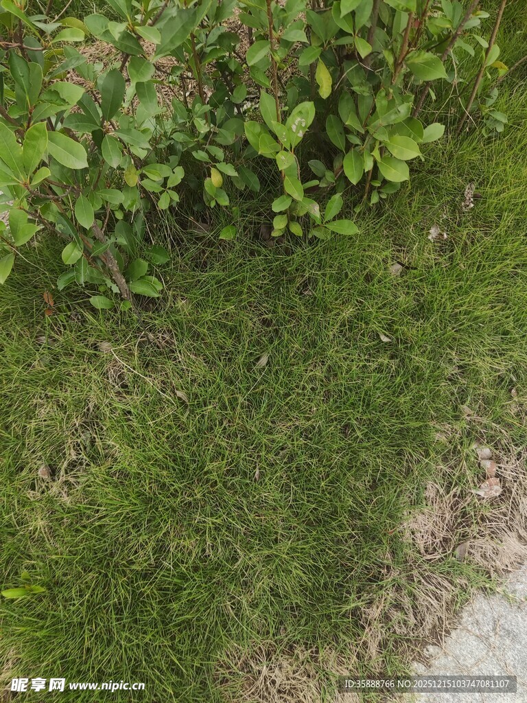 户外草地绿植景象