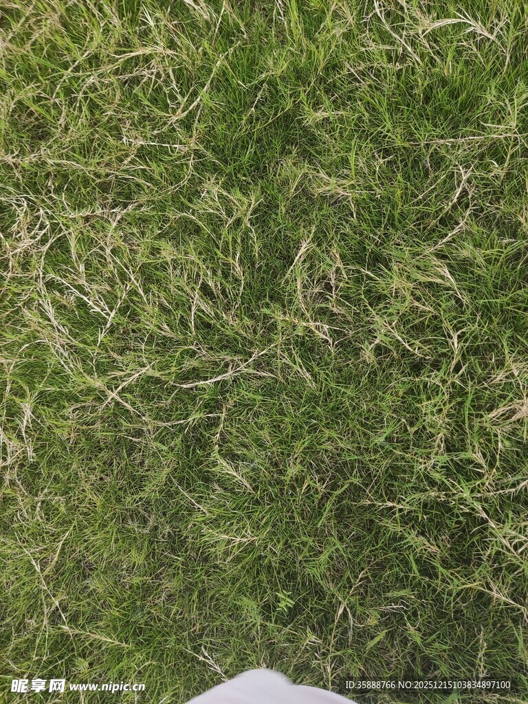 翠绿茂盛的人工草坪