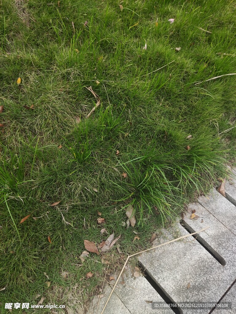 石板旁的翠绿草地