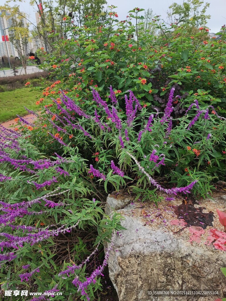 石旁绽放的紫色花卉景观