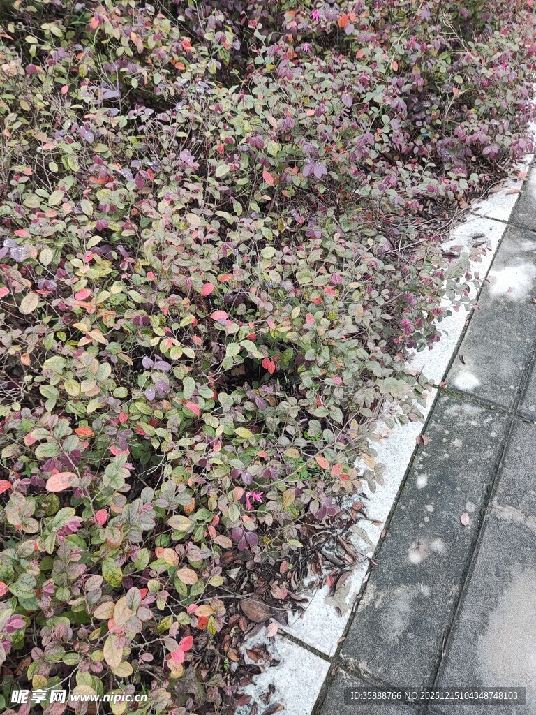 多彩植物沿路边生长