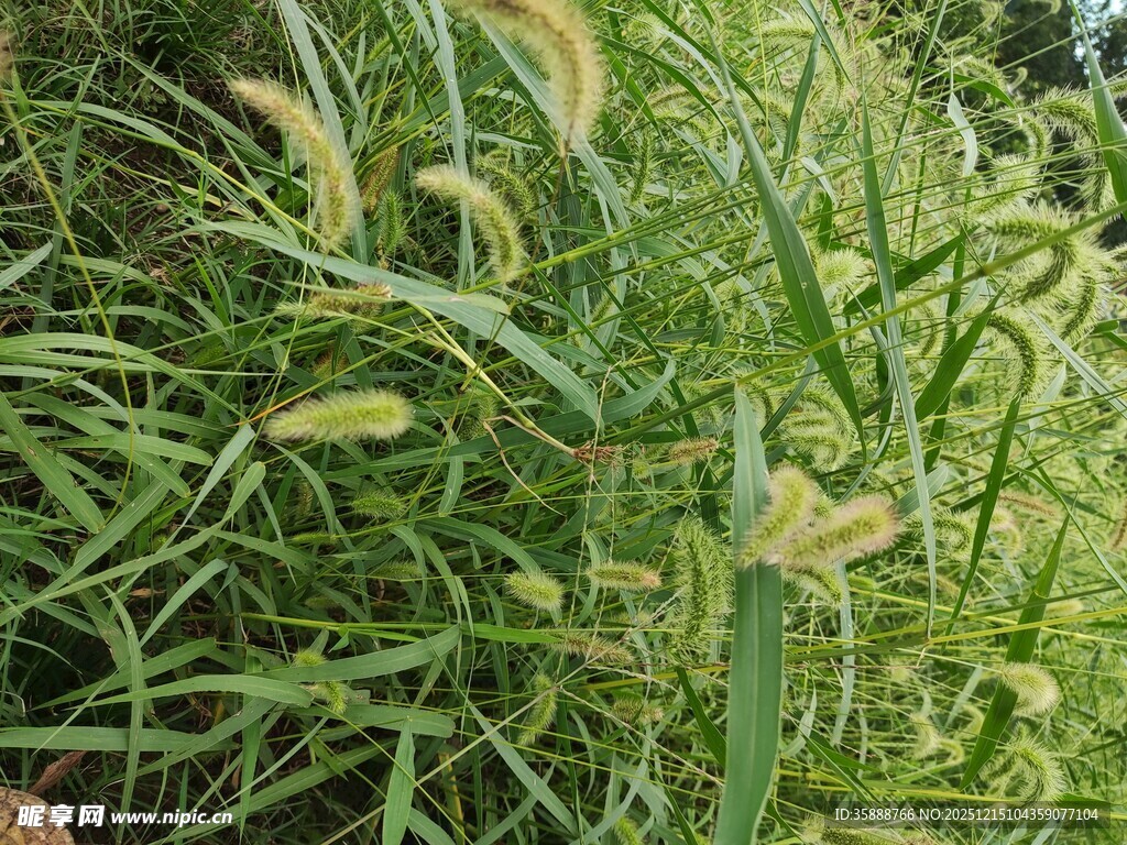 茂盛的绿色植物景观