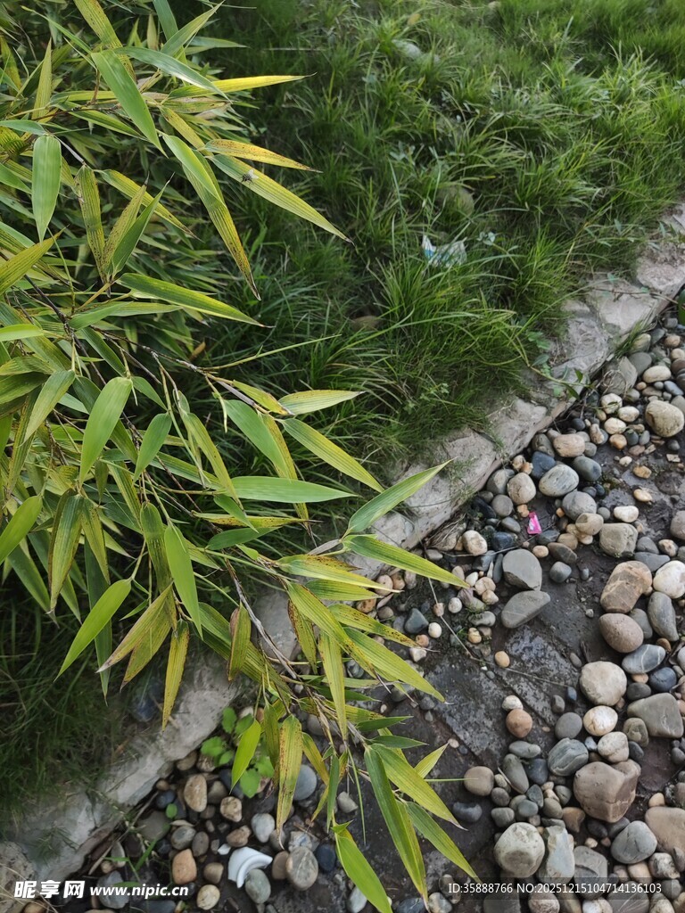 竹叶旁的碎石景观