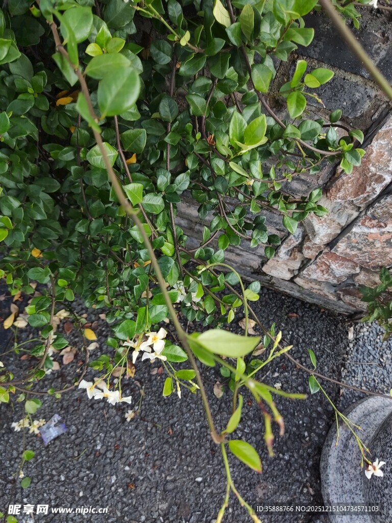 墙边绿植攀附生长