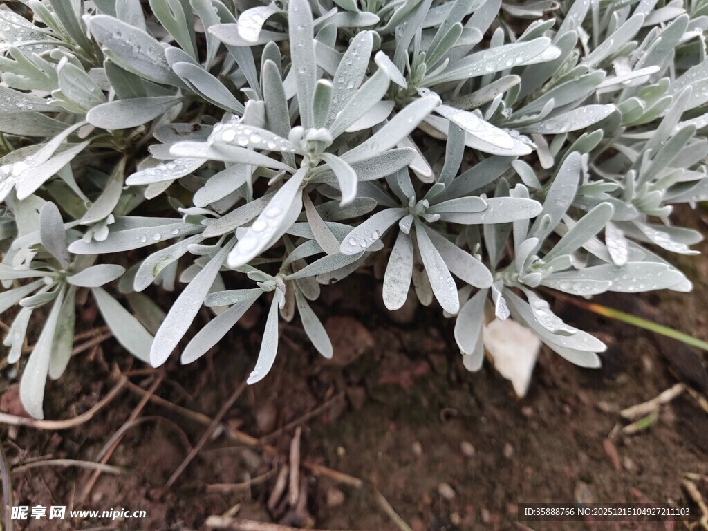 银叶植物特写