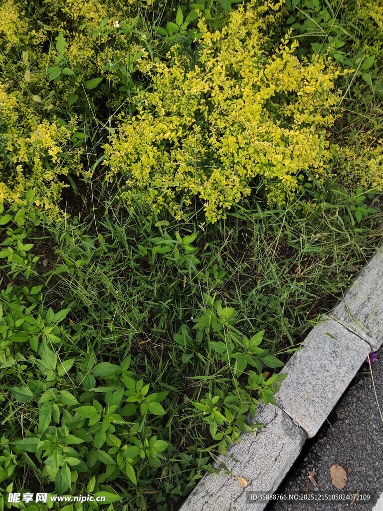 路边黄绿相间的蓬勃植物
