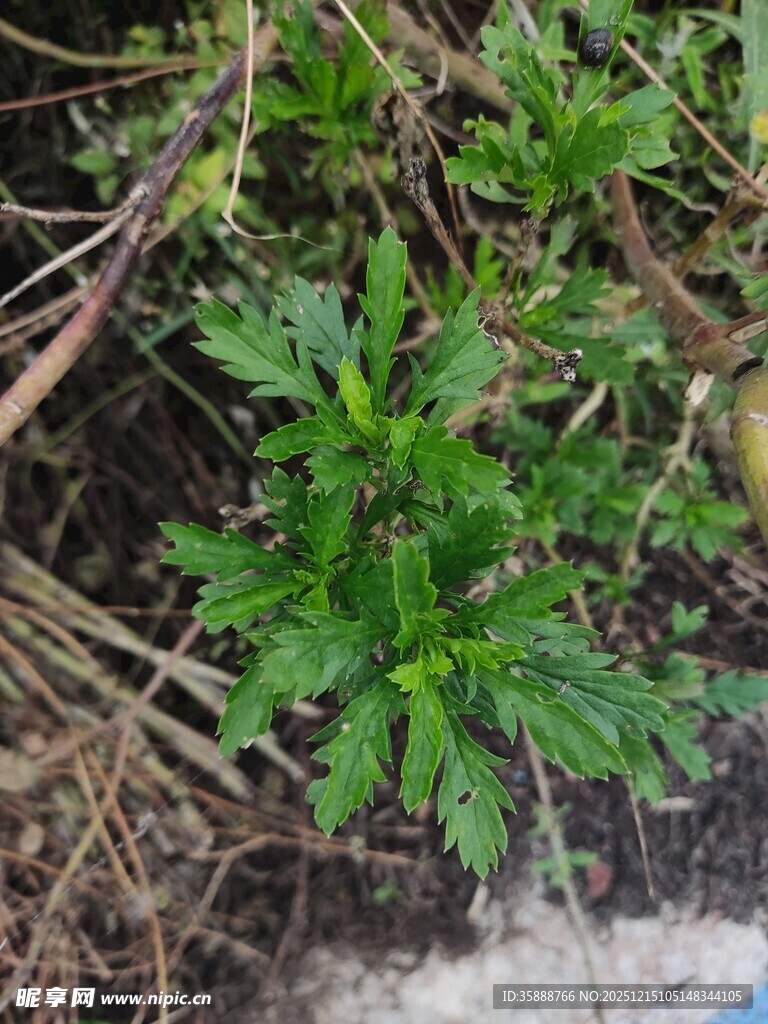嫩绿植物生长于泥土间