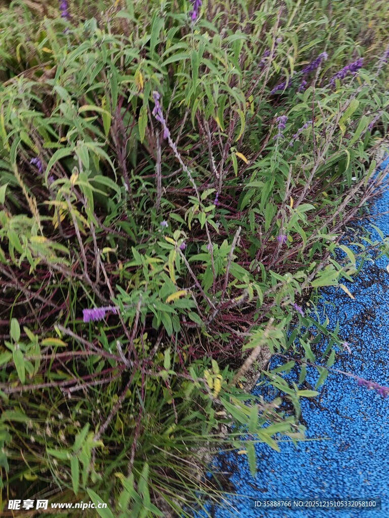 水边繁茂绿植景观