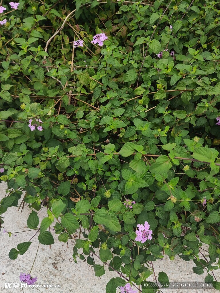 绿叶丛中绽放的紫色小花