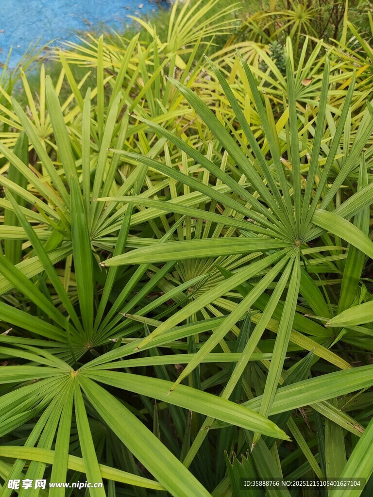 翠绿蒲葵叶特写