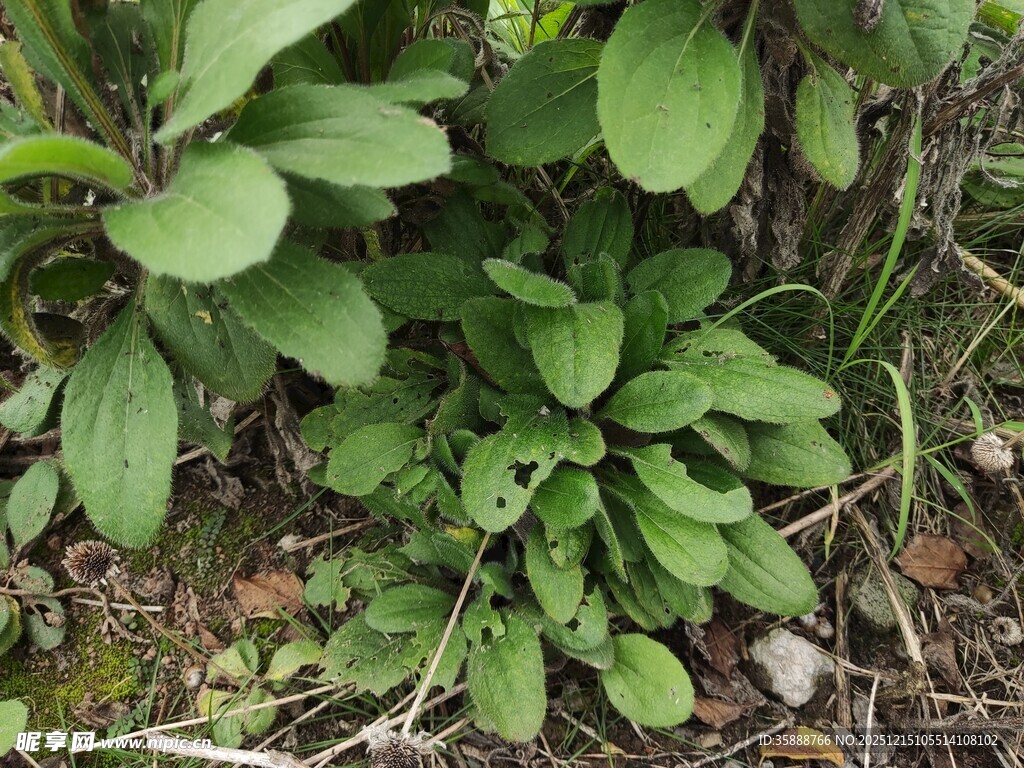 绿叶丛生的地面植物