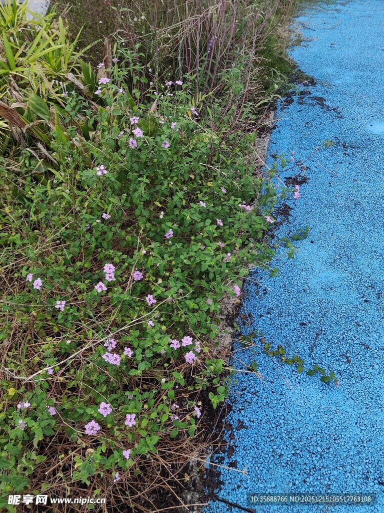 溪边野花绽放的自然景致