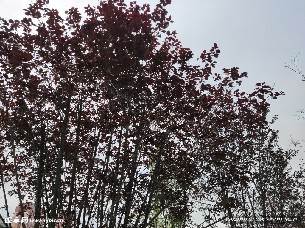 枝头紫叶树尽显自然美