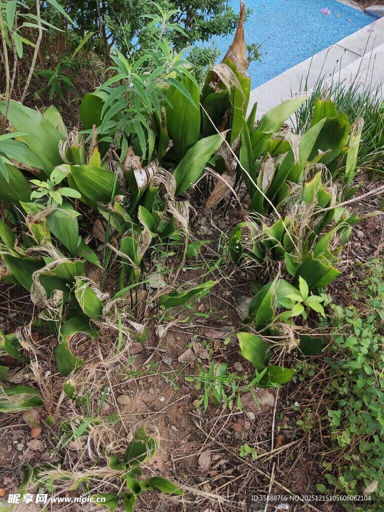 山坡上的繁茂绿植