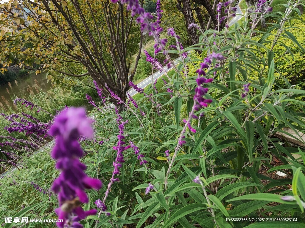 紫色鼠尾草绽放于绿野