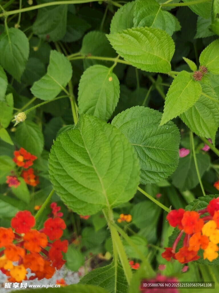 多彩花卉与绿叶的自然景致