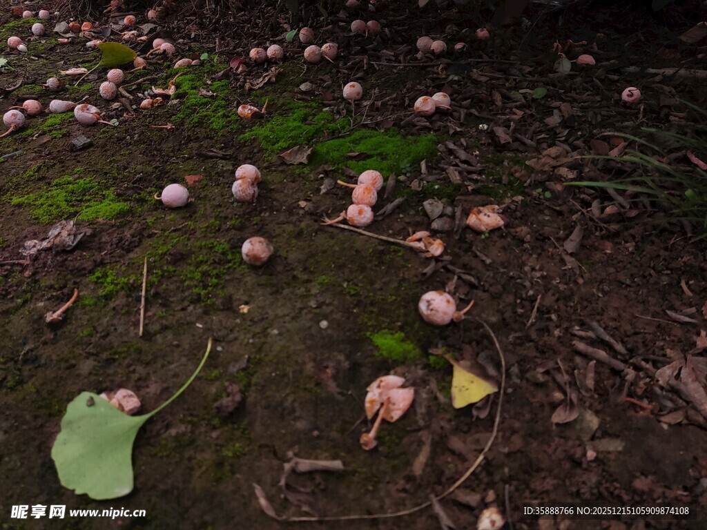 地上散落的粉色花瓣