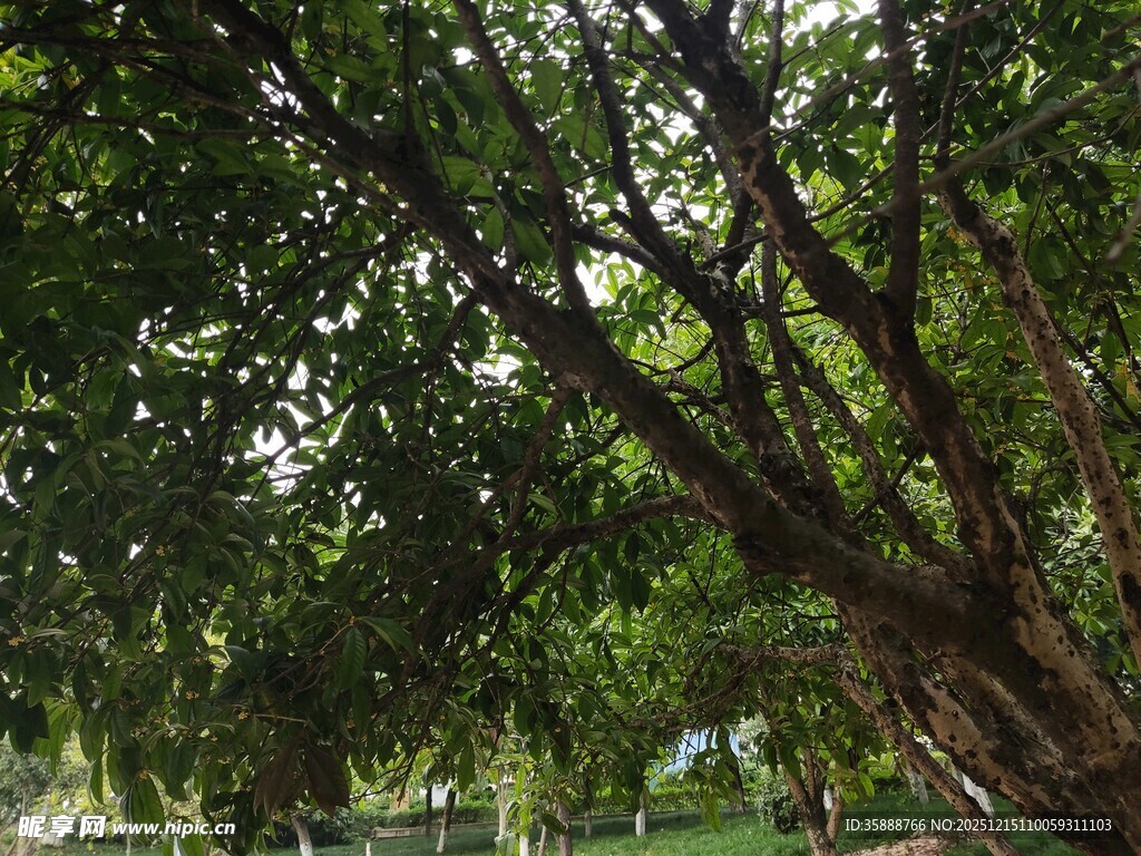 繁茂绿树营造清凉景致