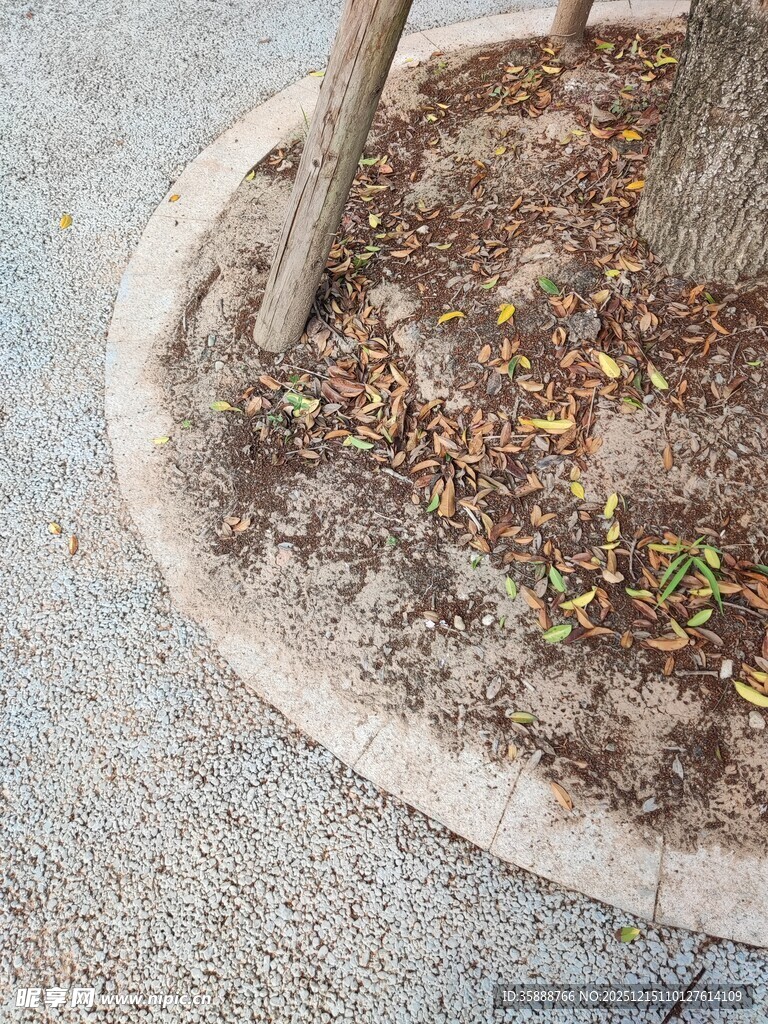 树池中的绿植与落叶
