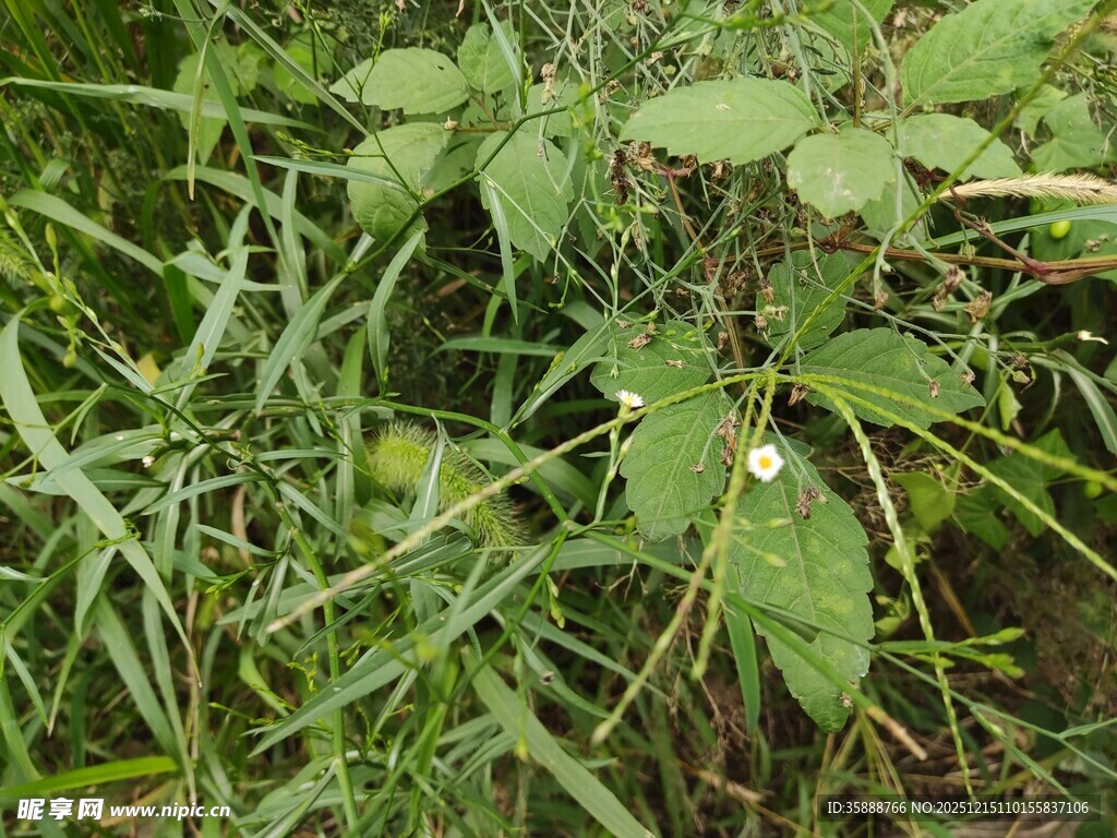 野外绿色植物特写