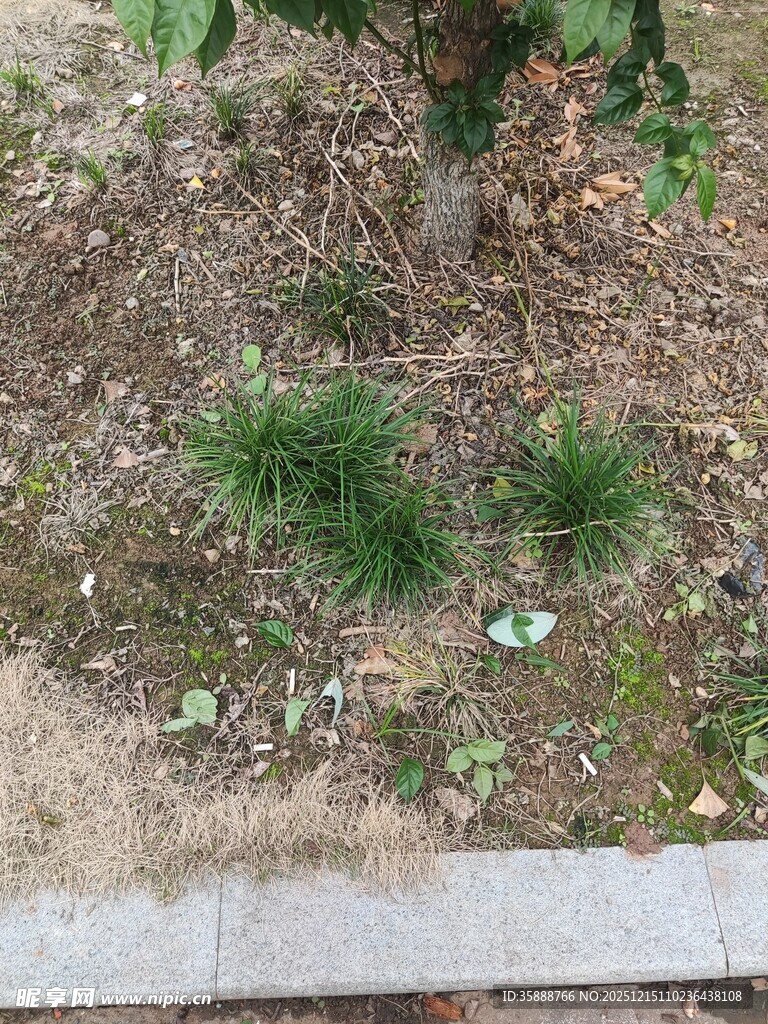 路边生长的嫩绿小植物