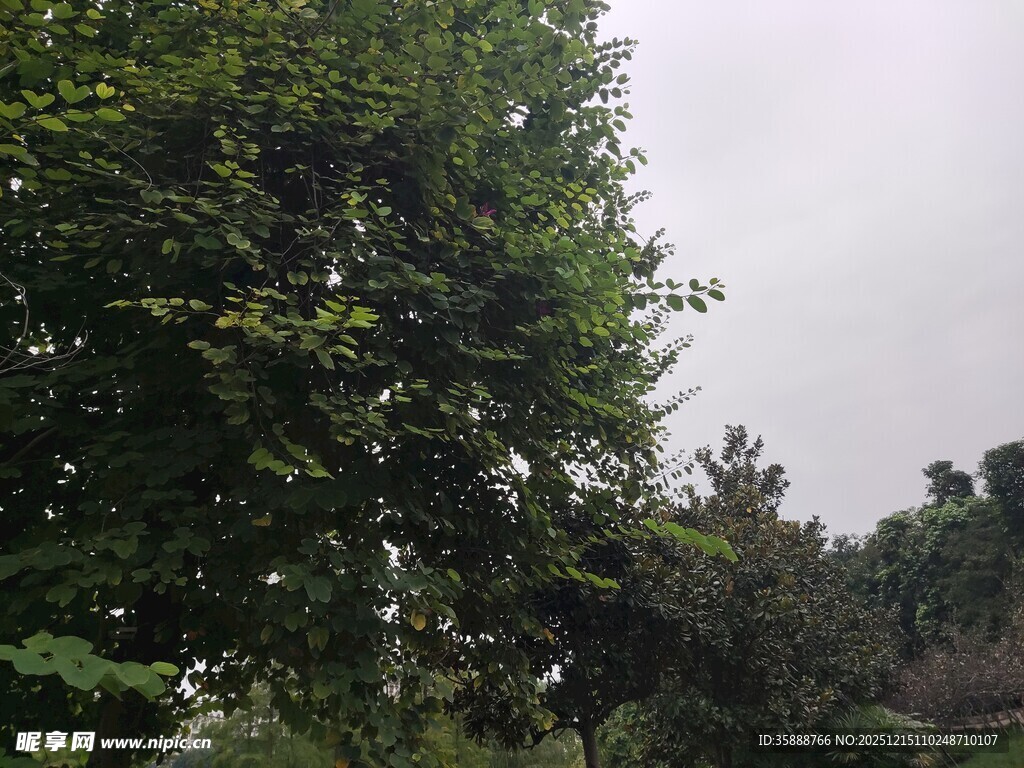 繁茂绿树天空阴沉景象