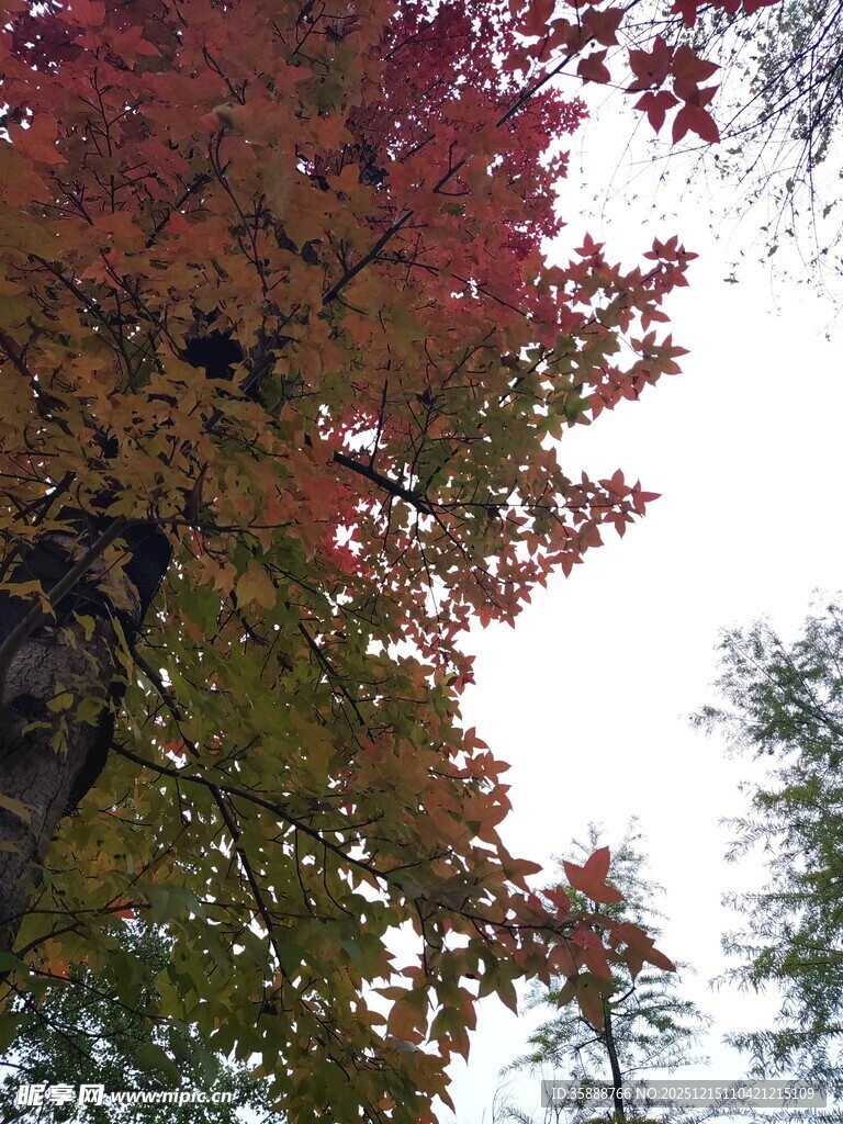 秋日红叶树枝美景