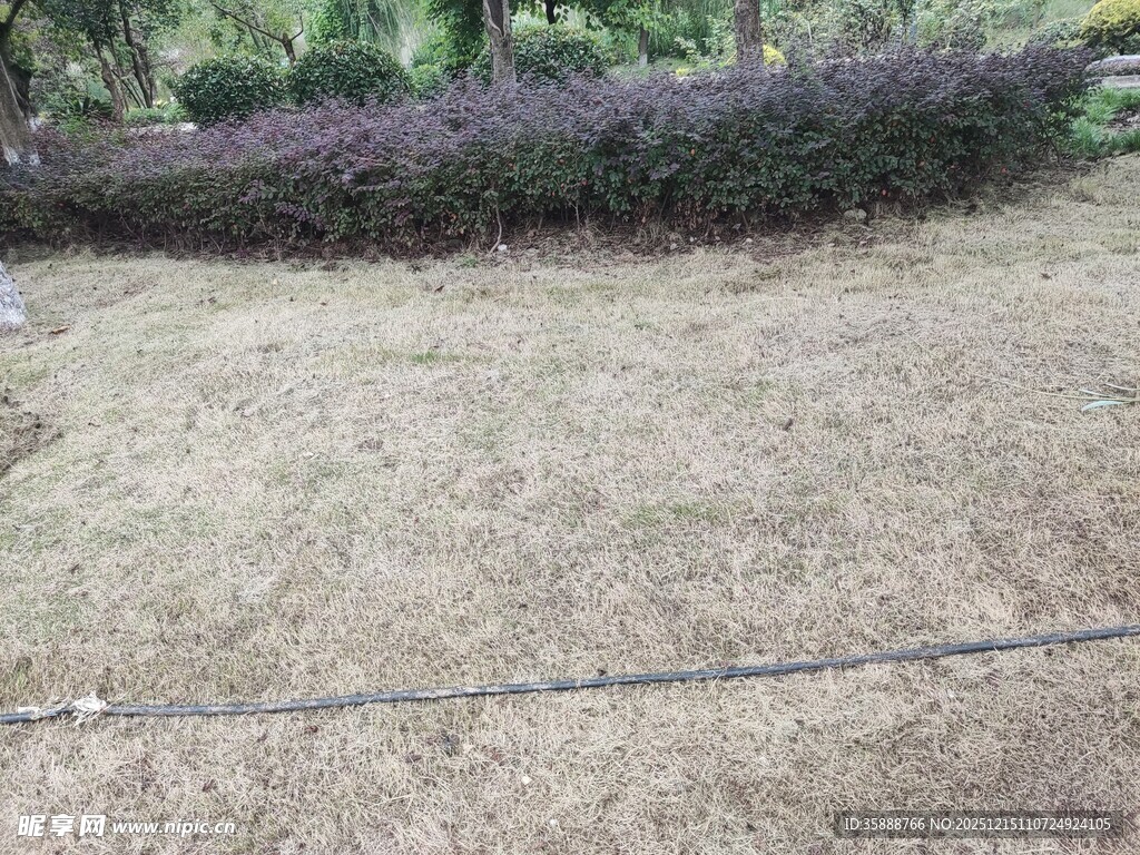 户外空旷草地与绿植景观