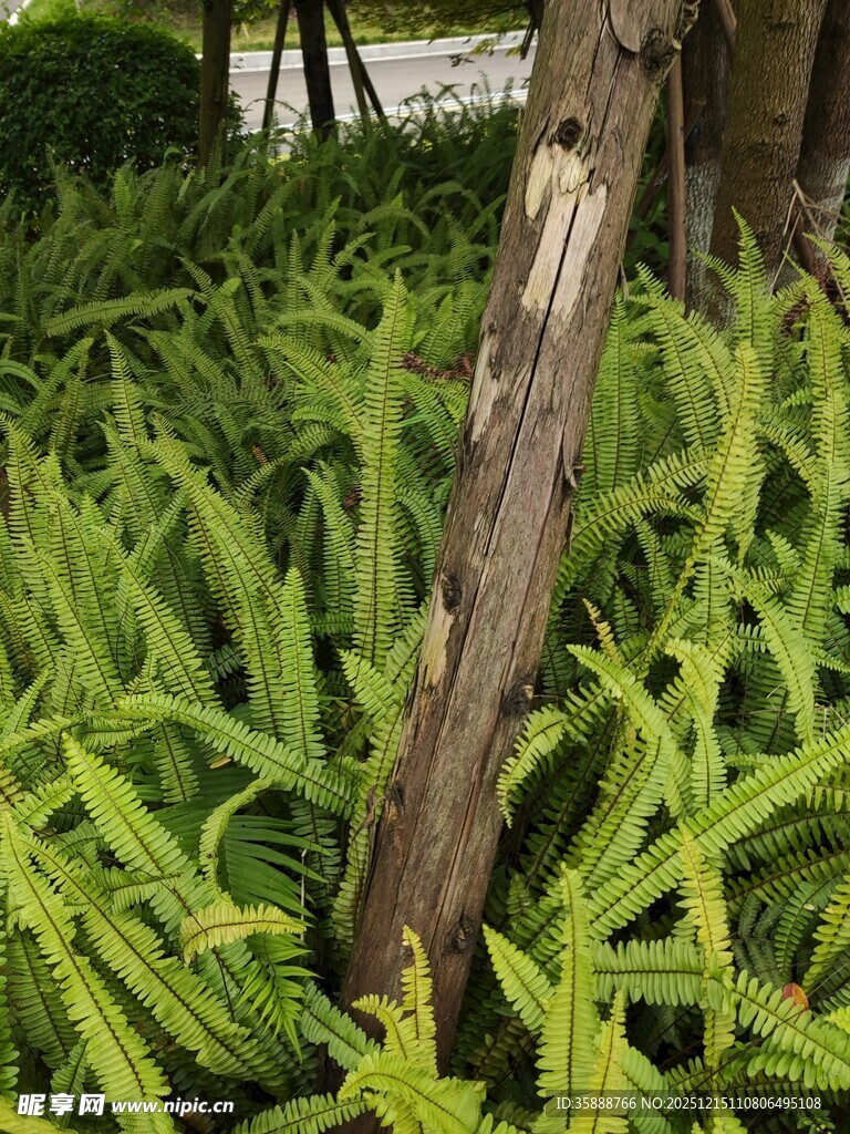 翠绿蕨类植物旁的树干
