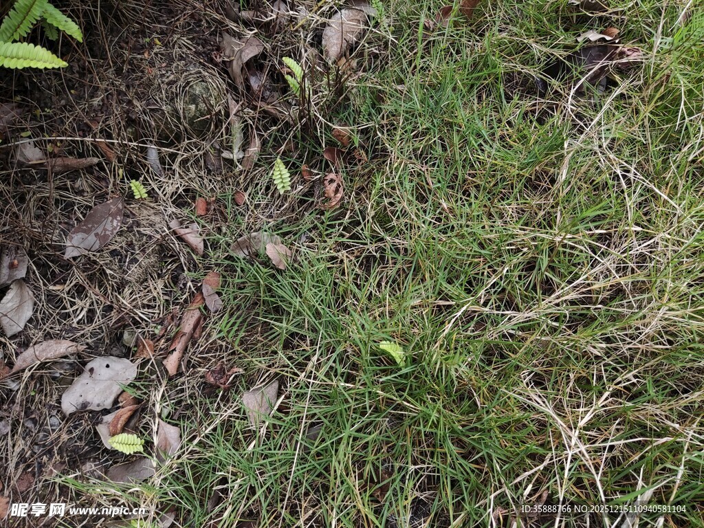 地面上的绿草与枯叶