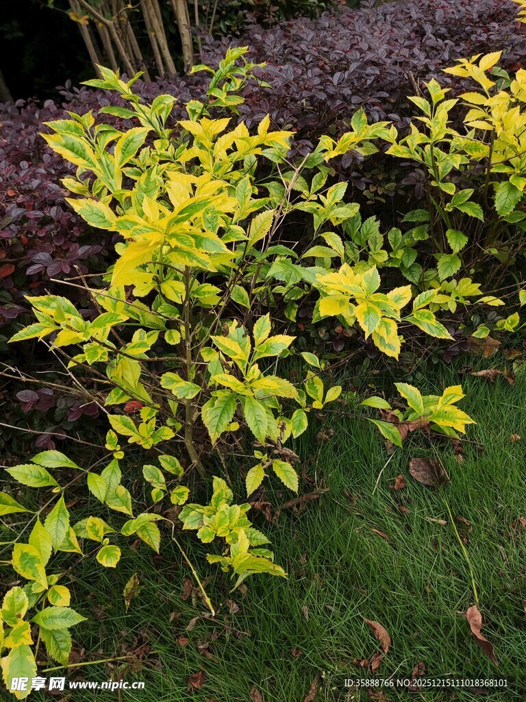 金黄叶片的绿植景观