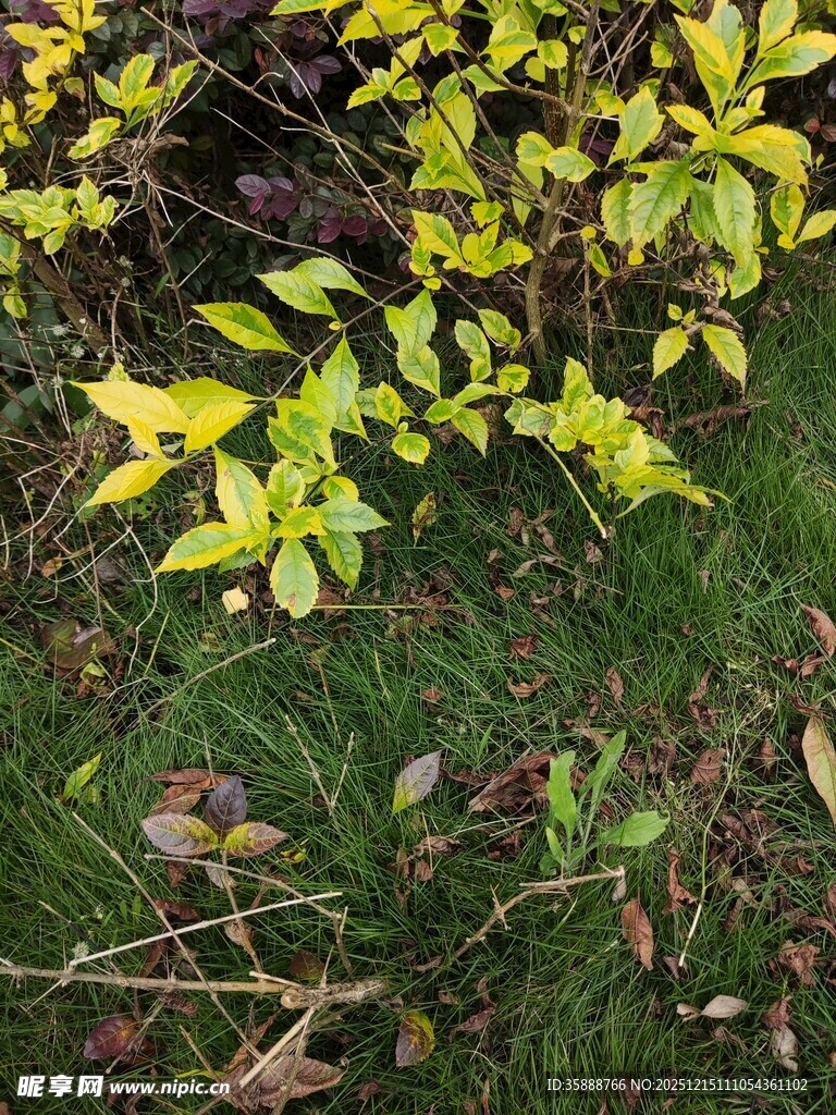 黄绿相间的植物景观