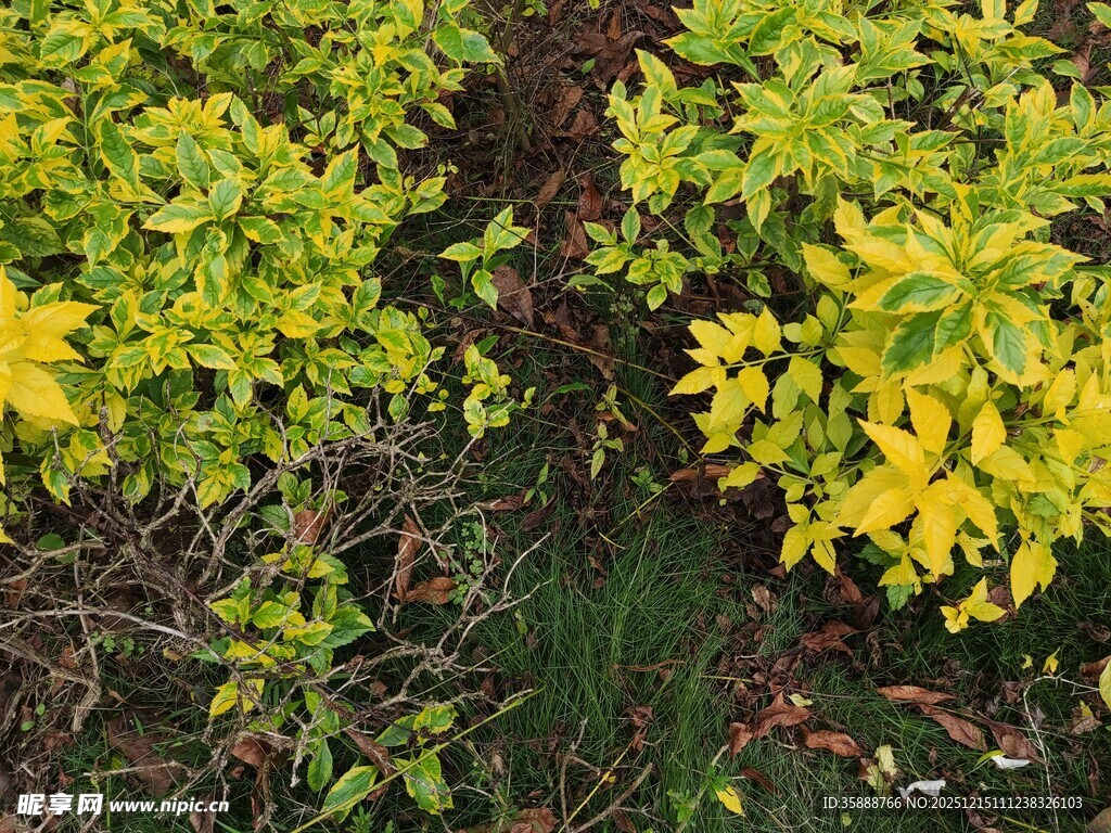 黄绿相间的蓬勃植物
