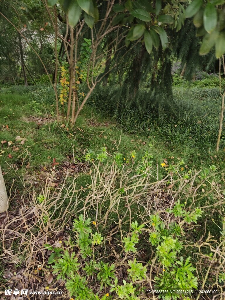户外绿植繁茂景象