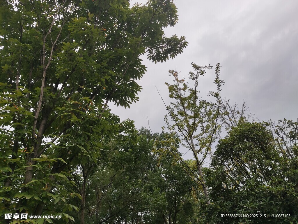 茂密树林中的阴沉天空