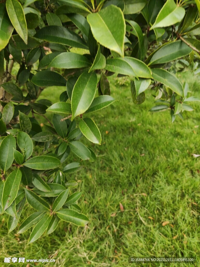 绿叶青草的自然景致