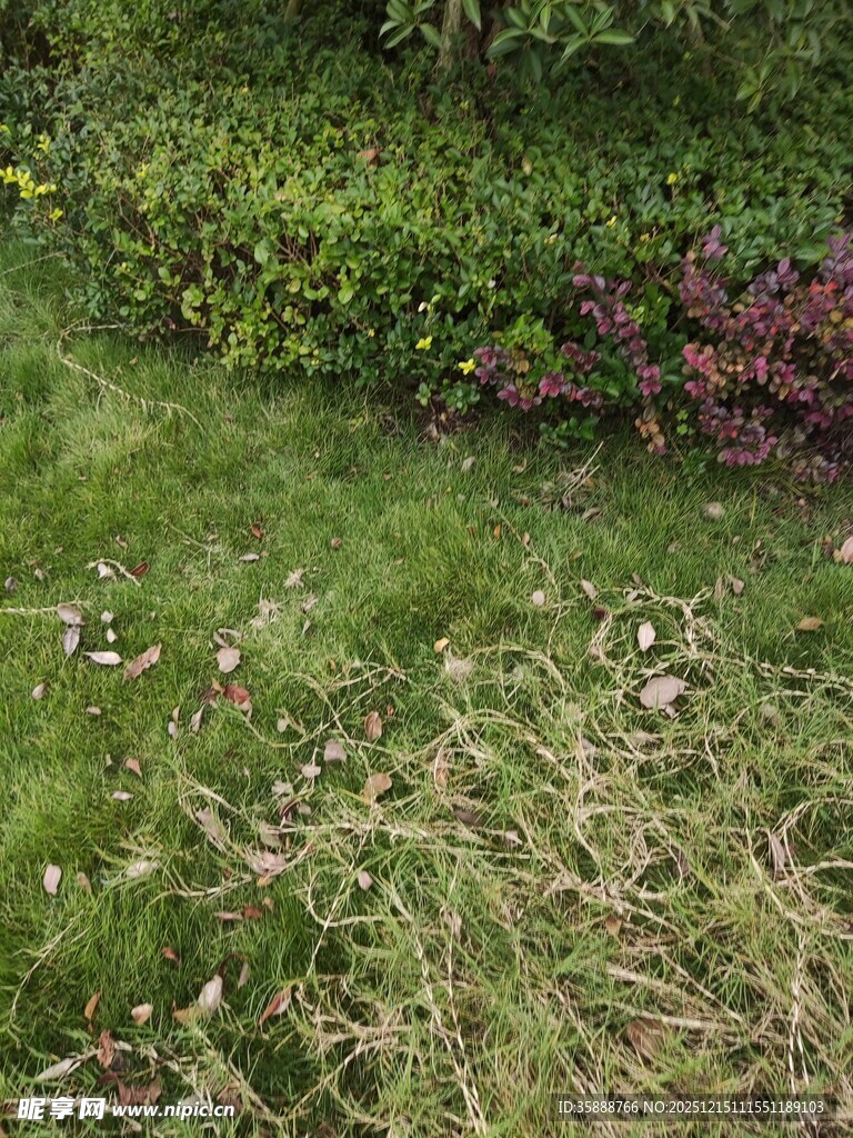 草坪上的杂草与多彩花卉