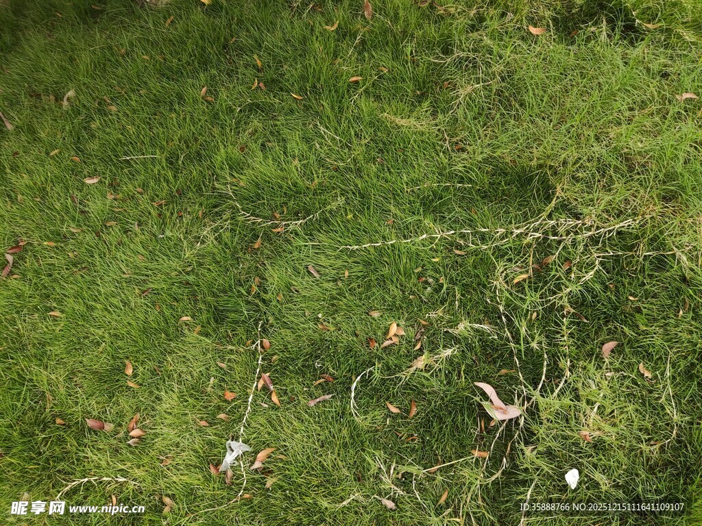 草地上的白色小花