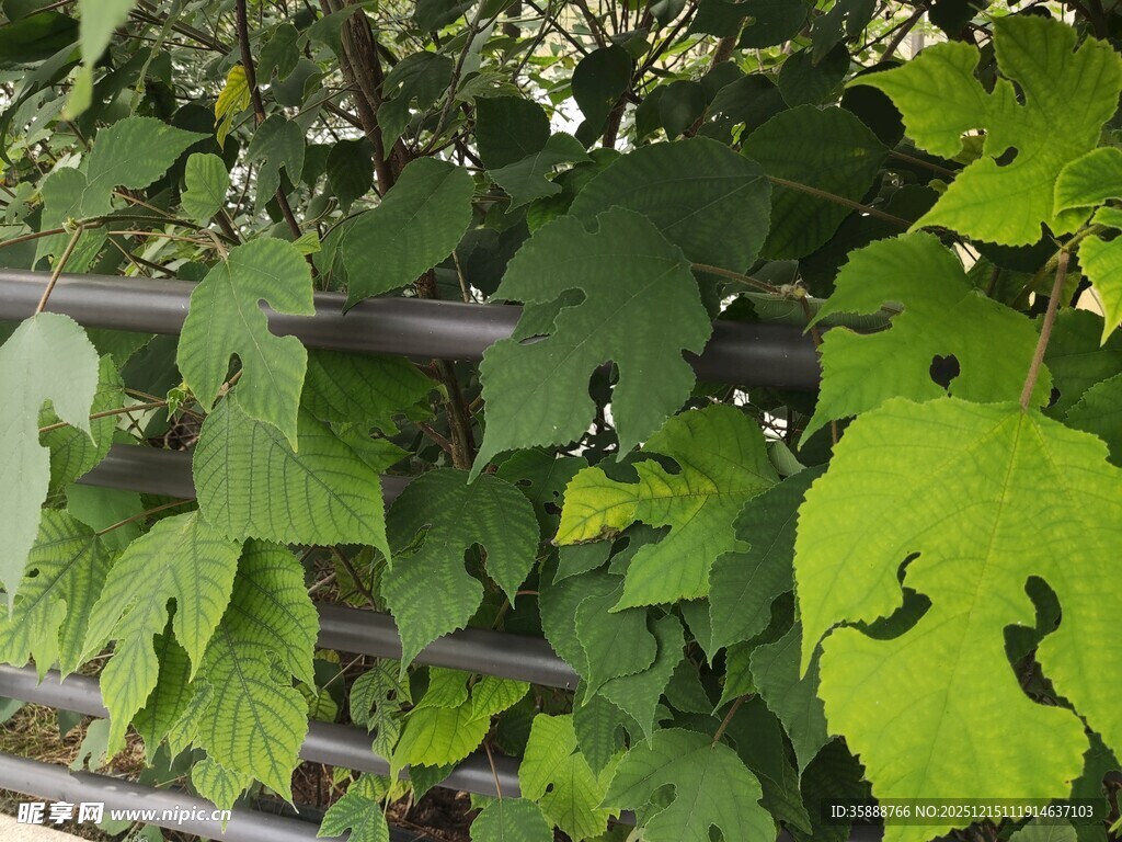 绿叶攀爬于木质围栏间