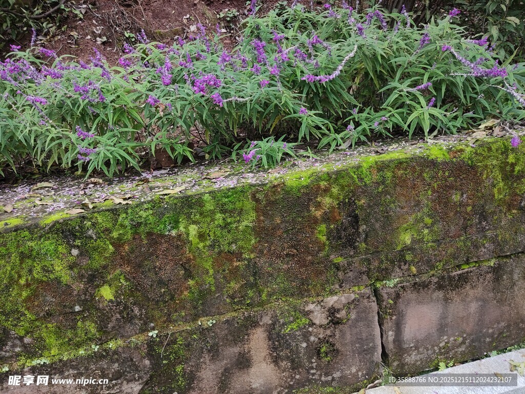 石墙边绽放的紫色小花