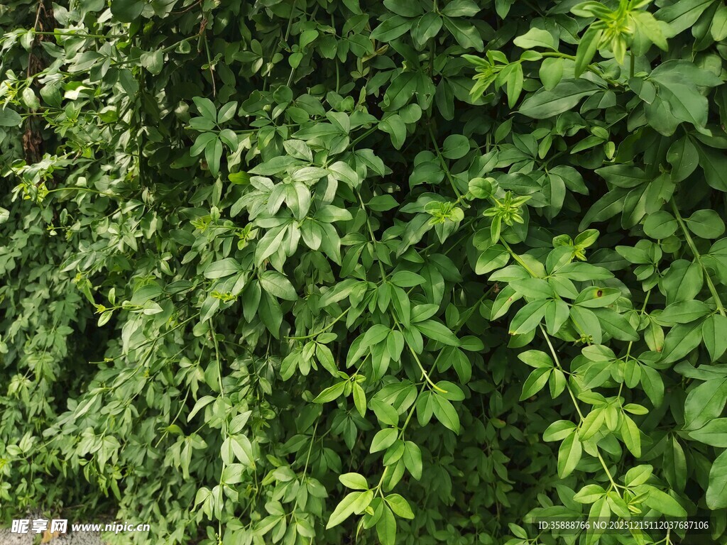 翠绿繁茂的爬藤植物